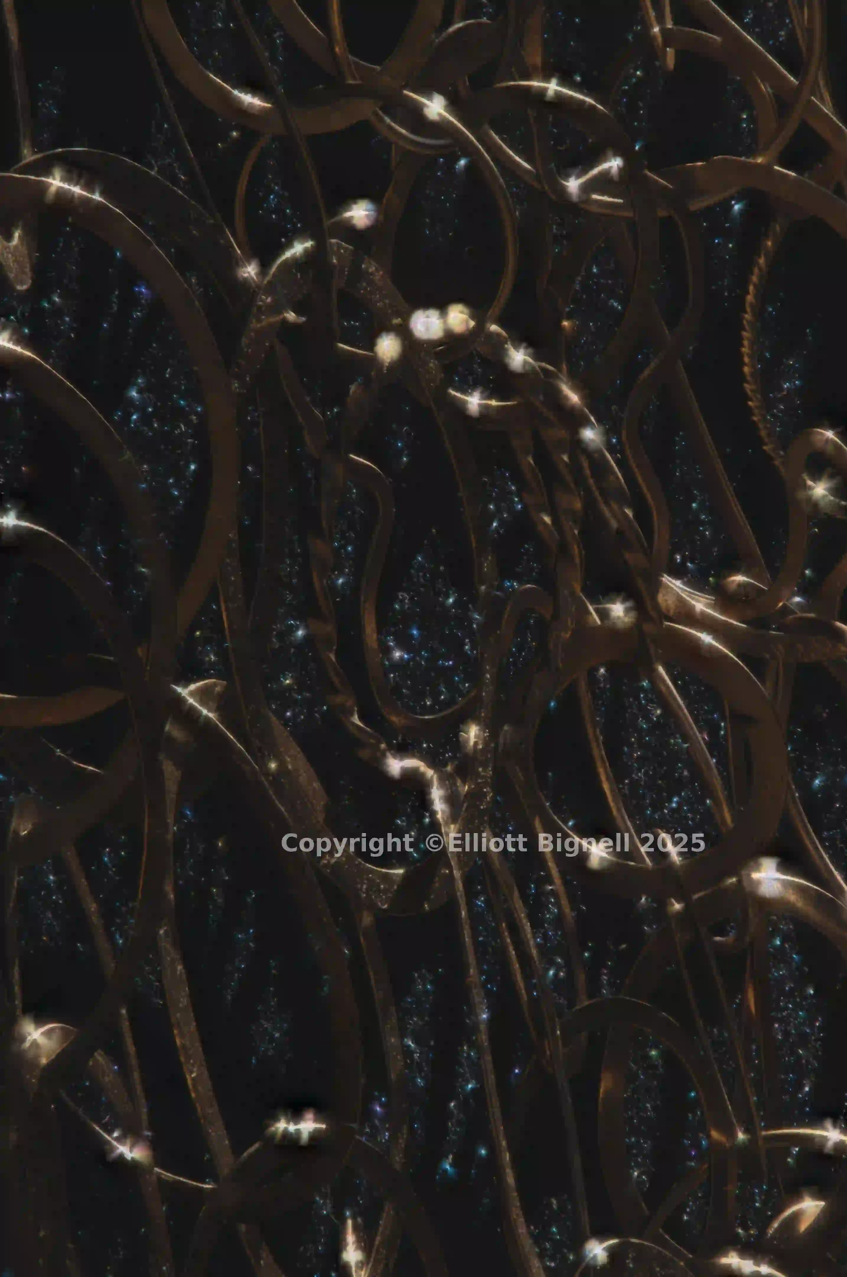 2013-11-23-11.23.07 ZS PMax.jpg